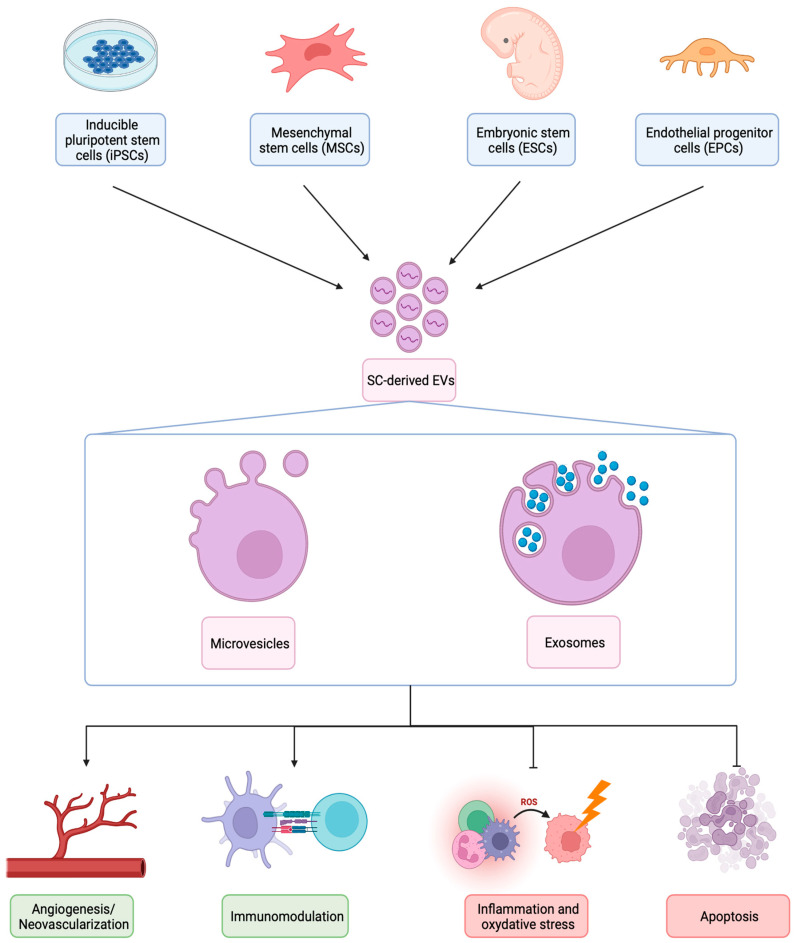 圖1：不同類型SC衍生EV的生物發生、結構和治療機制