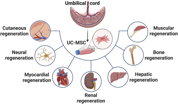 臍帶間充質干細胞在治療皮膚、神經、心肌、腎臟、肝臟、骨骼和肌肉功能障礙等多種疾病中的應用