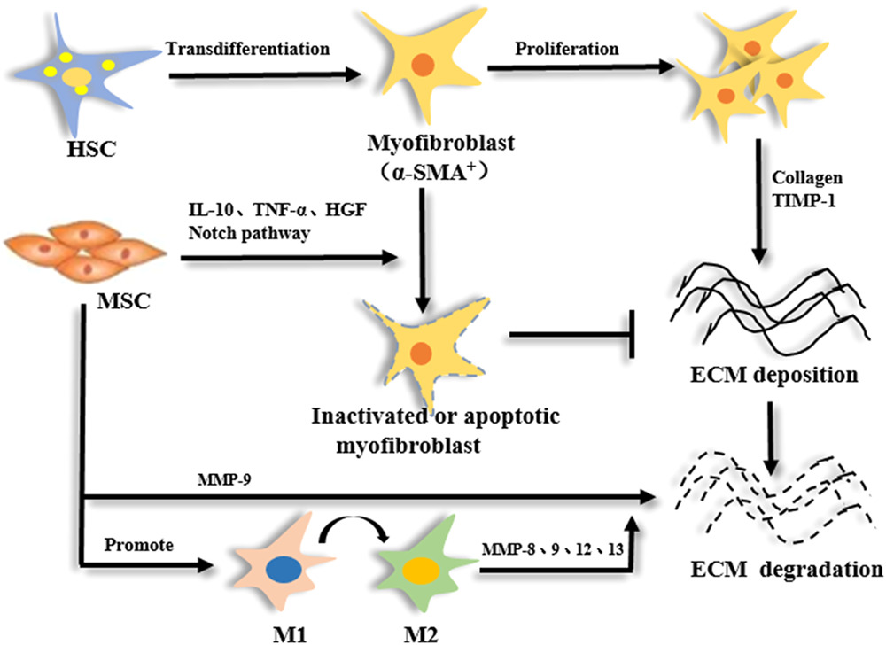 間充質(zhì)干細(xì)胞 (MSC) 減少纖維化的機(jī)制