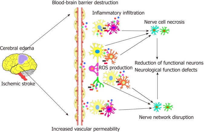 圖1:腦缺血性中風(fēng)的病理過(guò)程。 圖1:腦缺血性中風(fēng)的病理過(guò)程。