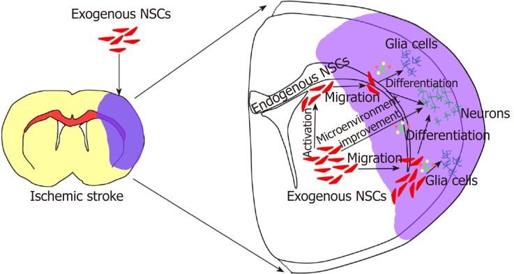 圖2:外源性神經(jīng)干細(xì)胞移植治療腦缺血性中風(fēng) 圖2:外源性神經(jīng)干細(xì)胞移植治療腦缺血性中風(fēng)