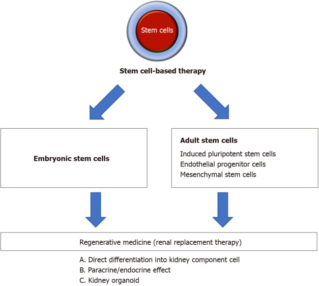 圖1:間充質干細胞治療腎病疾病的概述。 圖1:間充質干細胞治療腎病疾病的概述。