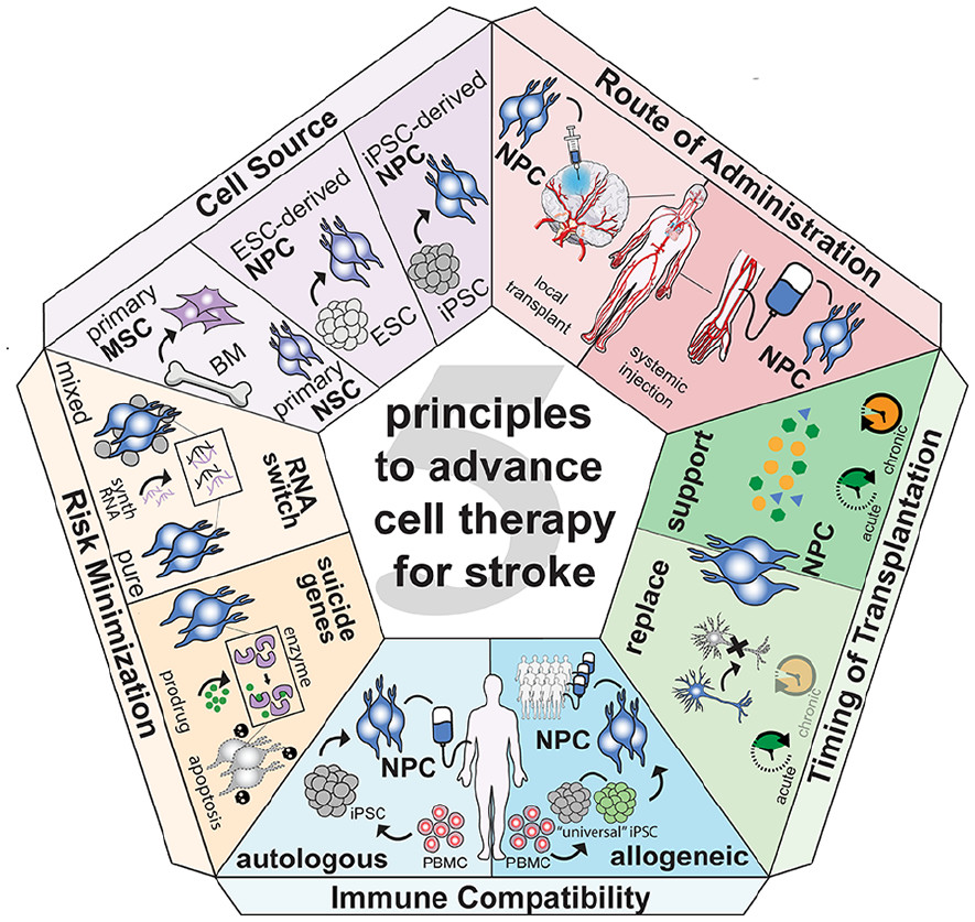 圖1：推進中風(fēng)細胞治療的五項原則。