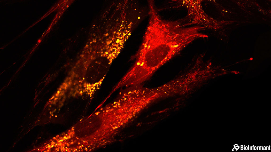 干細胞的好處|  間充質干細胞 (MSC) 相對于其他干細胞類型的優勢