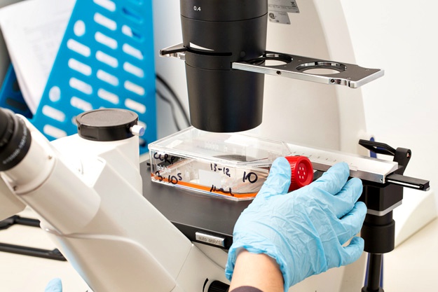 什么是干細胞？關于一系列干細胞的簡短知識