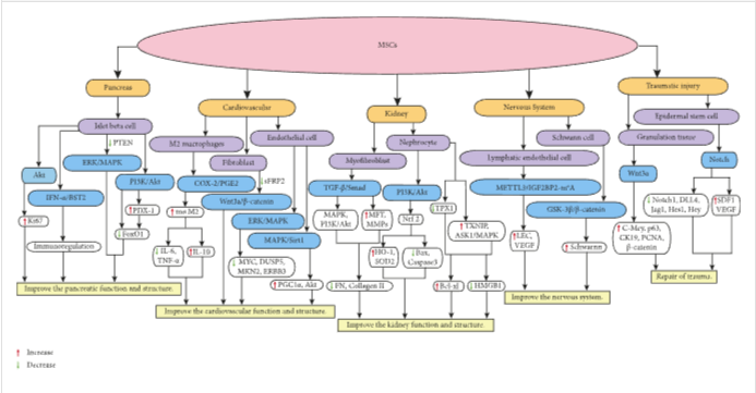 圖1：MSCs在個體靶組織或細(xì)胞中調(diào)節(jié)不同的信號通路，進而調(diào)節(jié)細(xì)胞因子的分泌水平，最終改善靶組織的功能和結(jié)構(gòu)。
