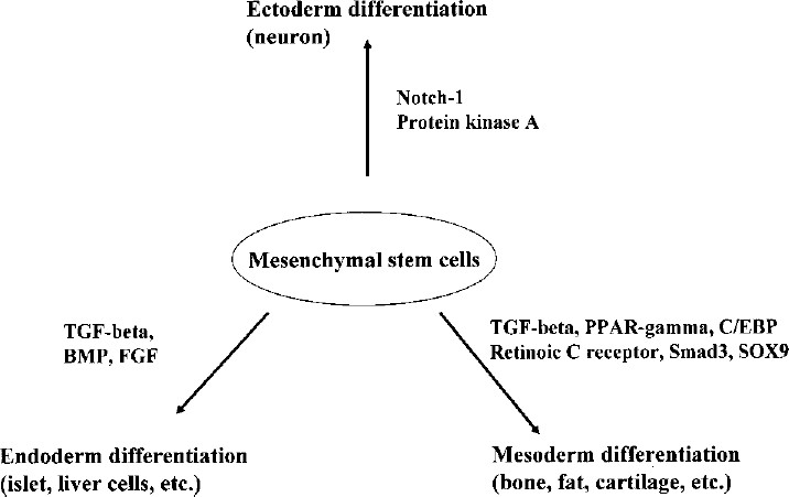 圖3:各種途徑對MSCs分化的影響。MSCs可以通過不同的細胞因子和途徑分化形成不同的譜系。 圖3:各種途徑對MSCs分化的影響。MSCs可以通過不同的細胞因子和途徑分化形成不同的譜系。