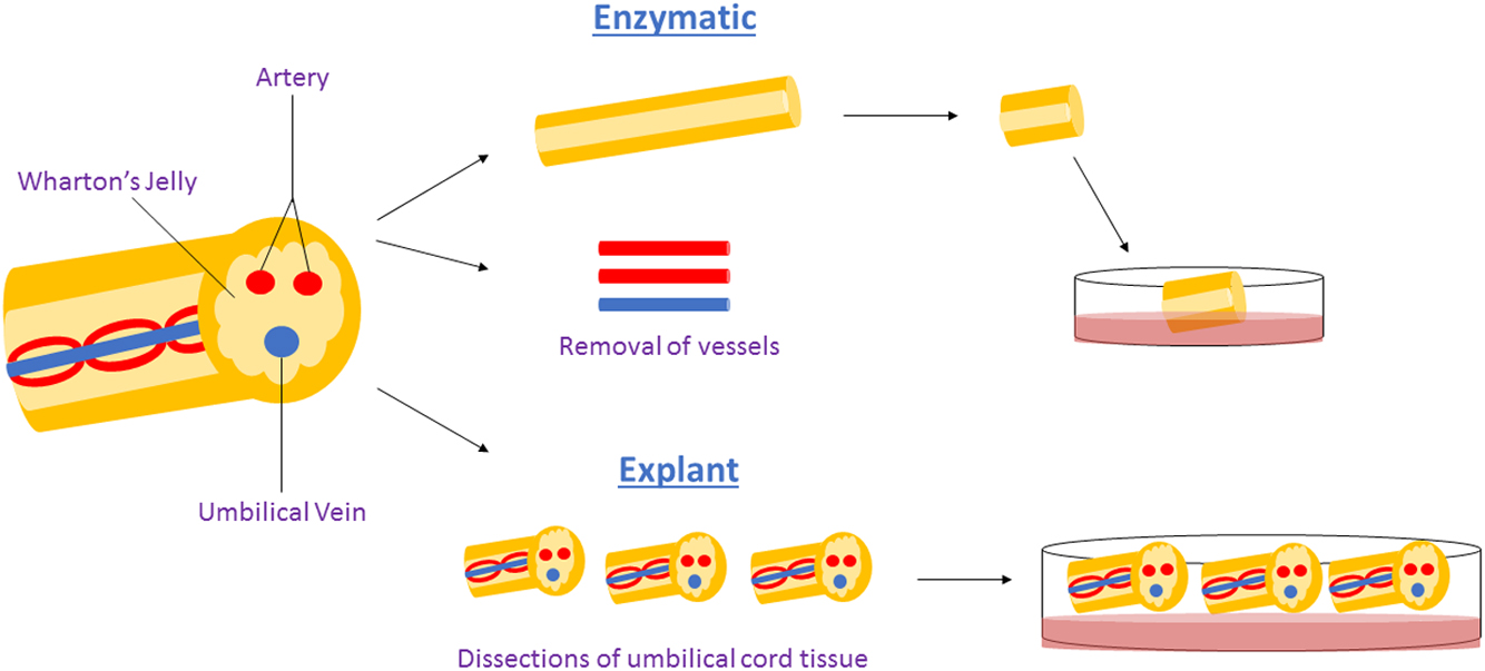 圖1：用于獲得WJ-MSCs沃頓氏膠質間充質干細胞的酶法與外植體法。
