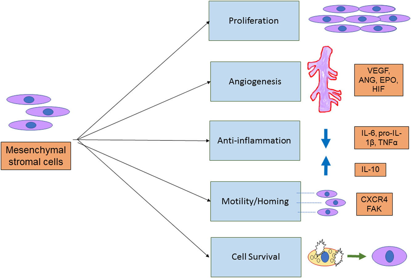 圖3：間充質干細胞的治療作用