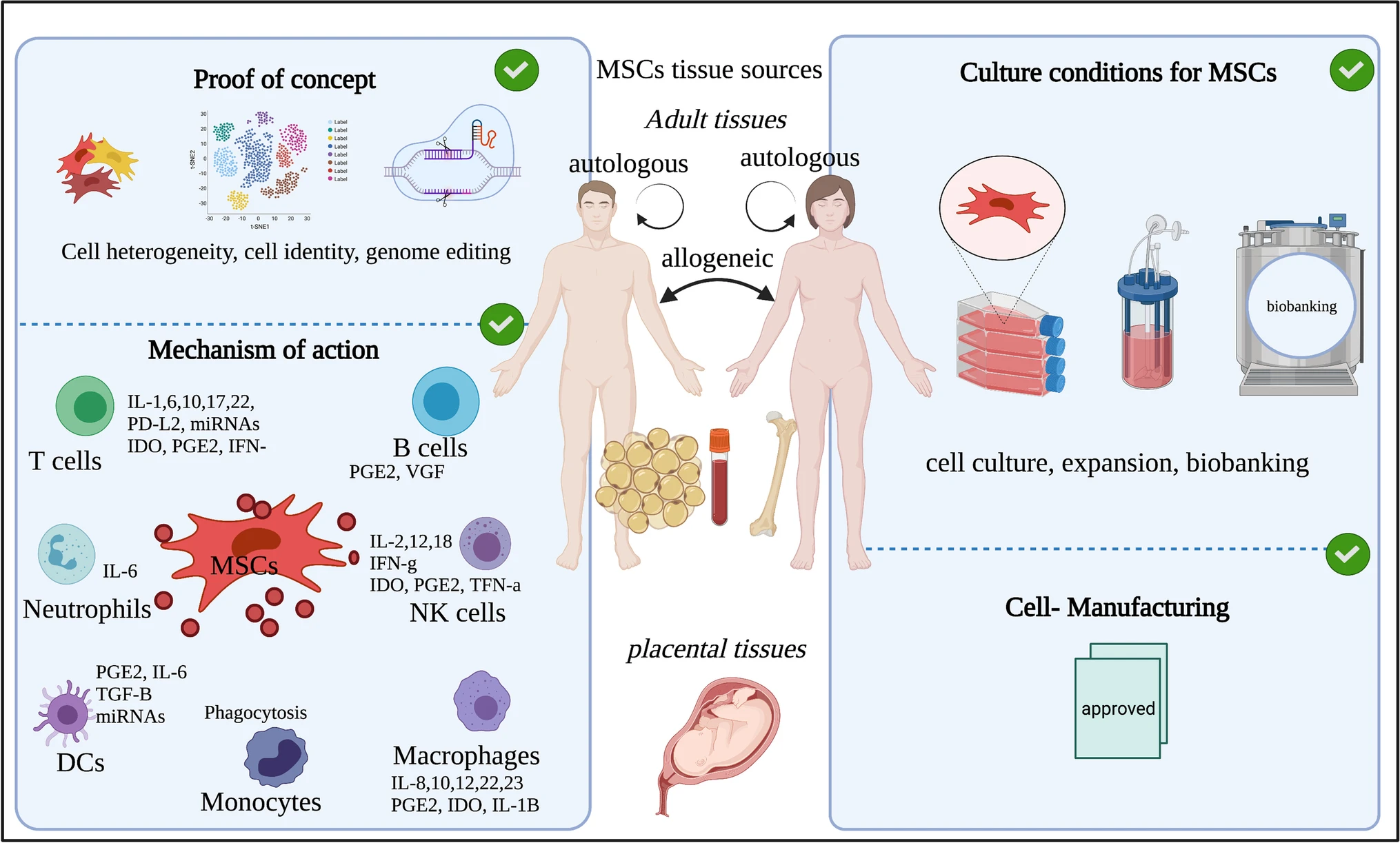 圖1：間充質干細胞的來源和四個重點領域的示意圖。