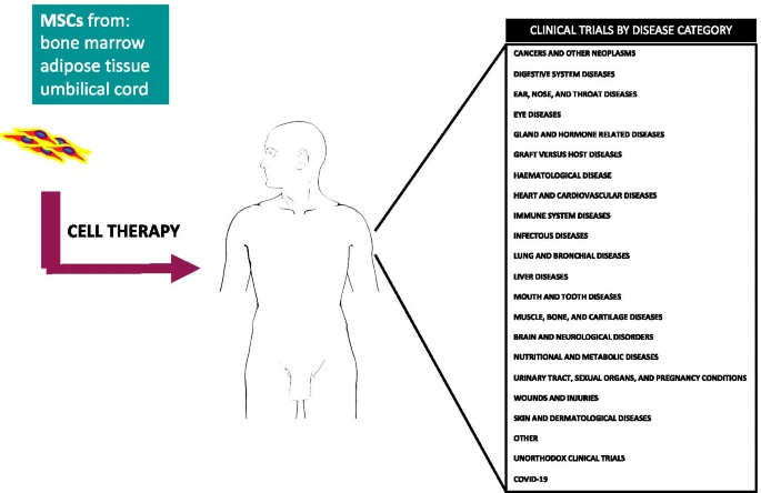 間充質(zhì)干細(xì)胞的臨床試驗(yàn)呈指數(shù)增長(zhǎng)：近六年來(lái)進(jìn)展如何？