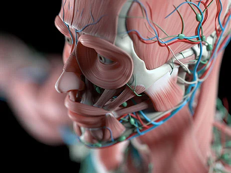 人類是由什么構成的 人類是由什么構成的