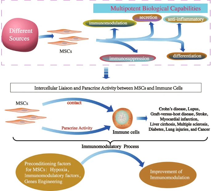 間充質干細胞的免疫調節機制和治療潛力