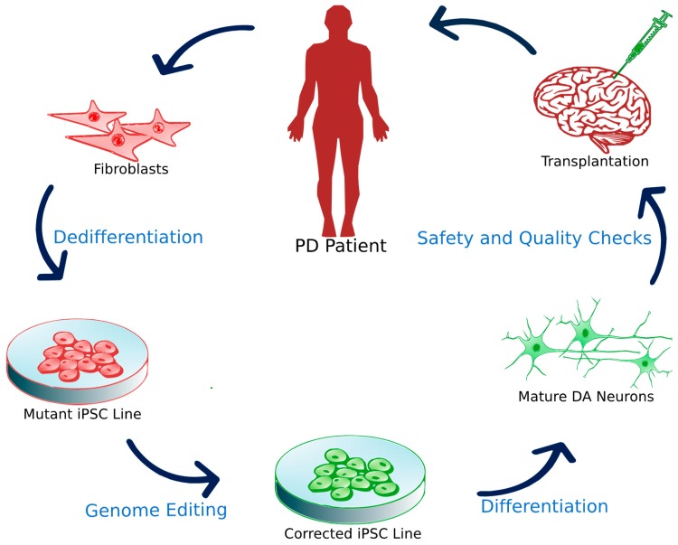 圖3：誘導多能干細胞移植。