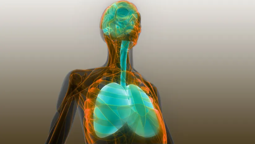 人體器官肺和腦解剖學。