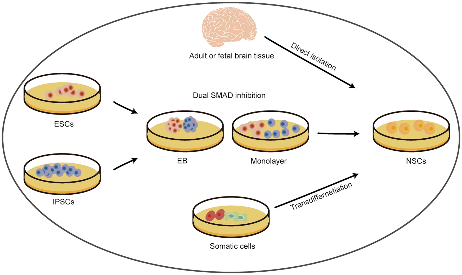 圖2：神經干細胞的來源