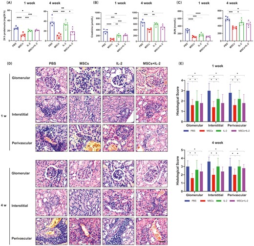 圖2：UC-MSCs治療可長期緩解腎損傷