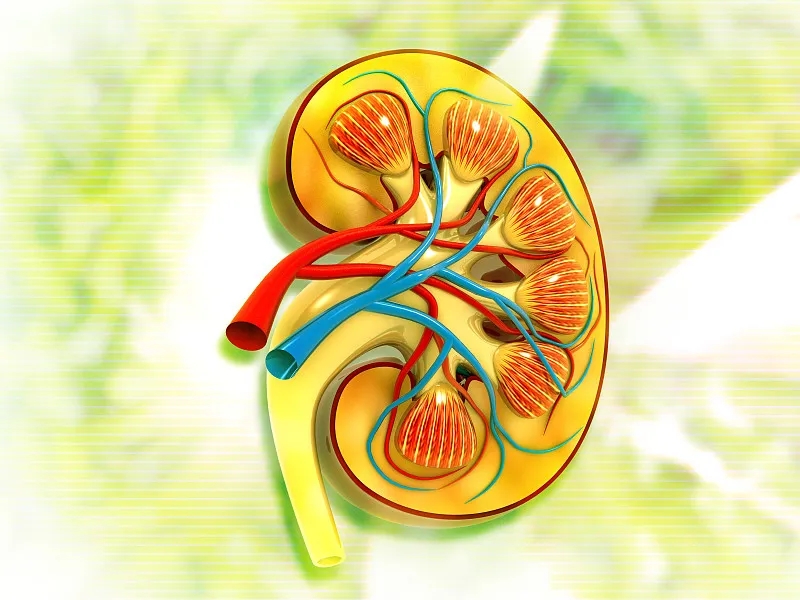 關于第3期腎病，您應該知道的一切