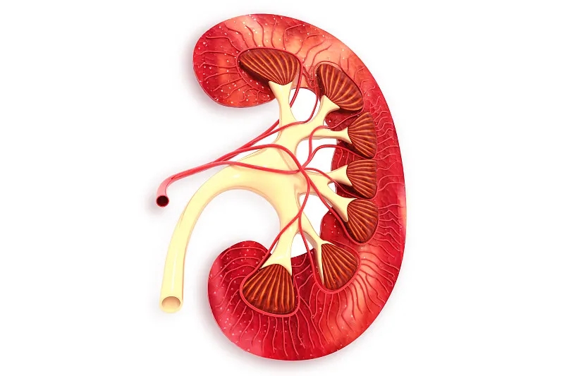 干細(xì)胞用于慢性腎病和急性腎損傷的腎臟再生