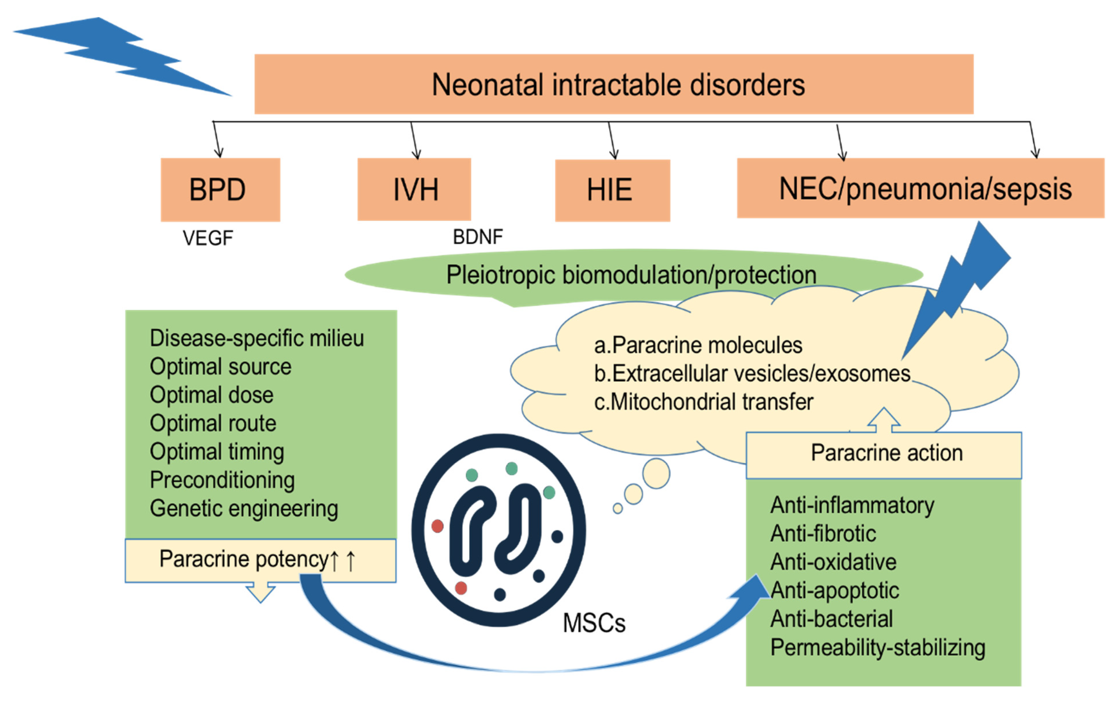 圖2：MSCs局部或全身移植到各種組織損傷部位后，通過分泌多種因子發(fā)揮抗炎、抗纖維化、抗氧化、抗凋亡、抗菌、穩(wěn)定通透性等旁分泌作用。