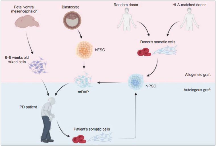 圖1：帕金森病 (PD) 細胞替代療法的潛在細胞來源比較。