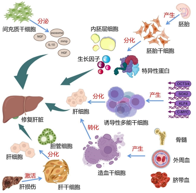 圖4：干細胞治療肝臟疾病的干細胞種類和作用機制圖