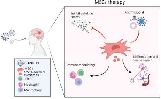 圖1：間充質干細胞治療新冠病毒及相關中風的擬議作用機制的示意圖