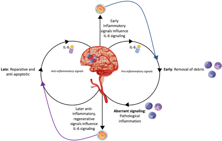 圖1：干細(xì)胞對中風(fēng)患者白細(xì)胞介素-6的調(diào)節(jié)作用