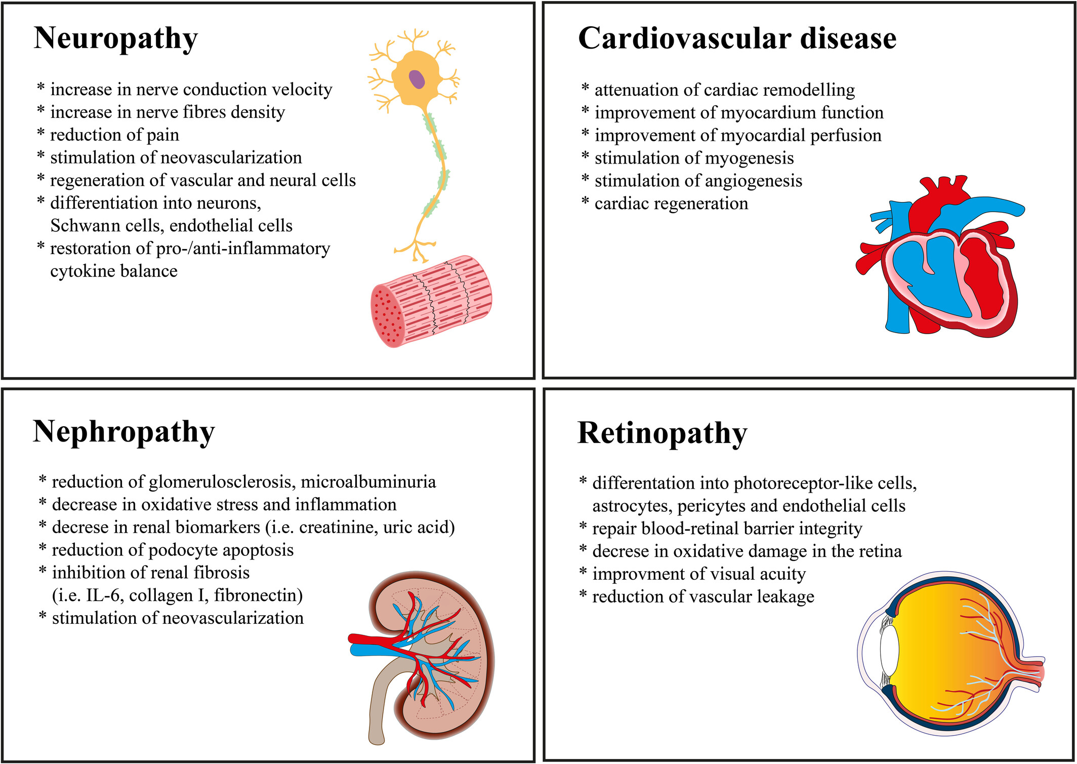 圖1：使用脂肪間充質(zhì)干細胞來緩解長期糖尿病并發(fā)癥