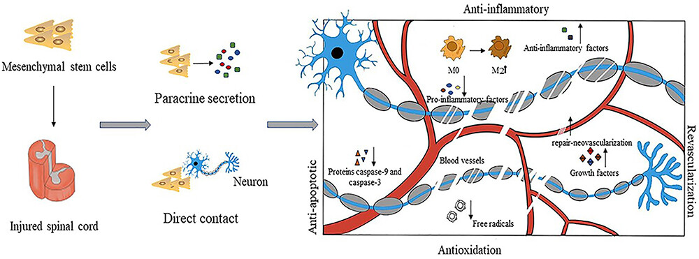 圖3：間充質干細胞具有抗炎作用
