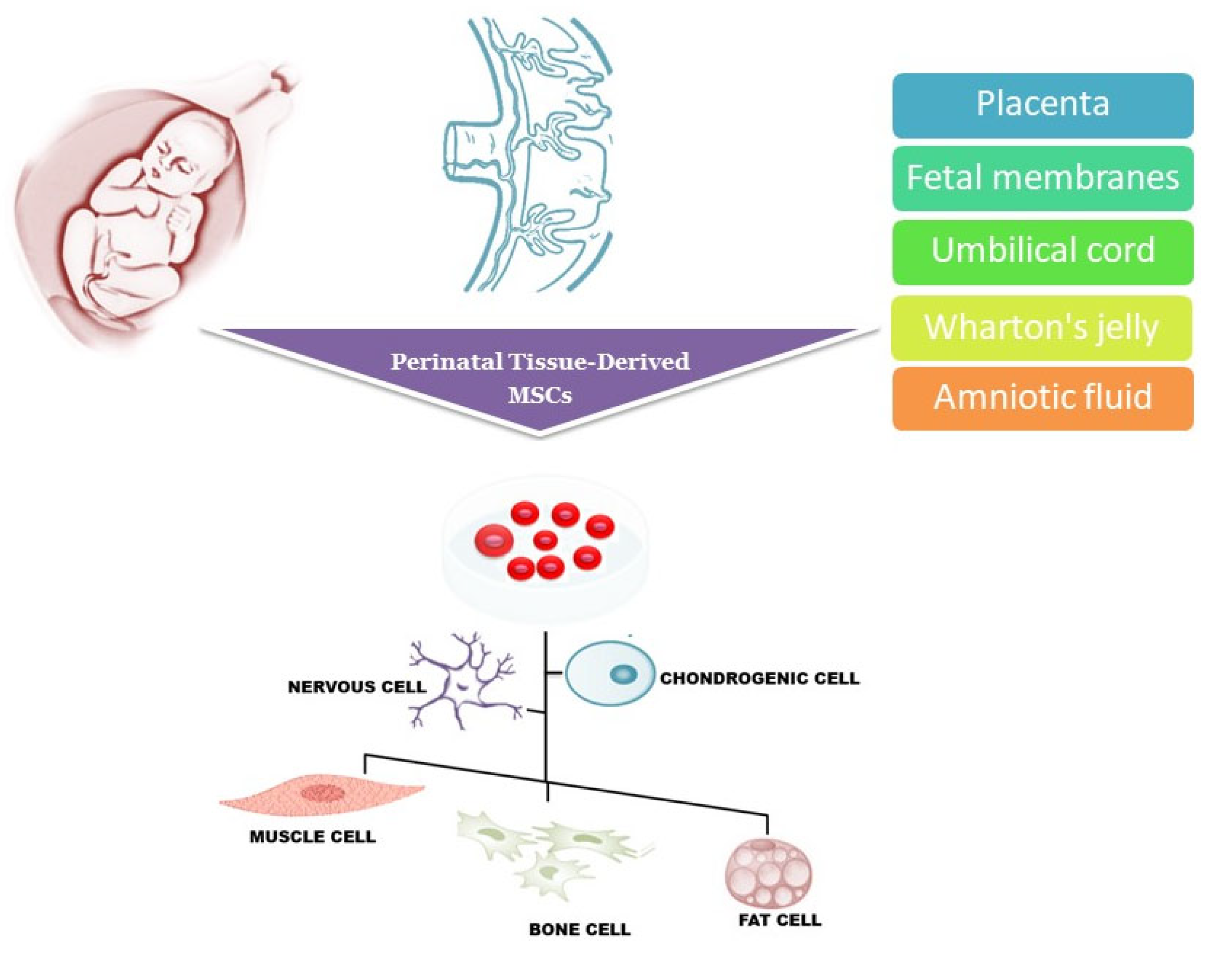 圖1：圍產(chǎn)期組織來源的干細(xì)胞可以從胎盤、胎膜、臍帶、沃頓膠和羊水中分離出來，可以分化成多種細(xì)胞譜系，包括肌肉細(xì)胞、神經(jīng)細(xì)胞、軟骨細(xì)胞、骨細(xì)胞和脂肪細(xì)胞。