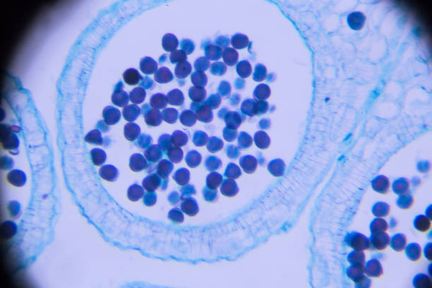 中科羊膜干細胞