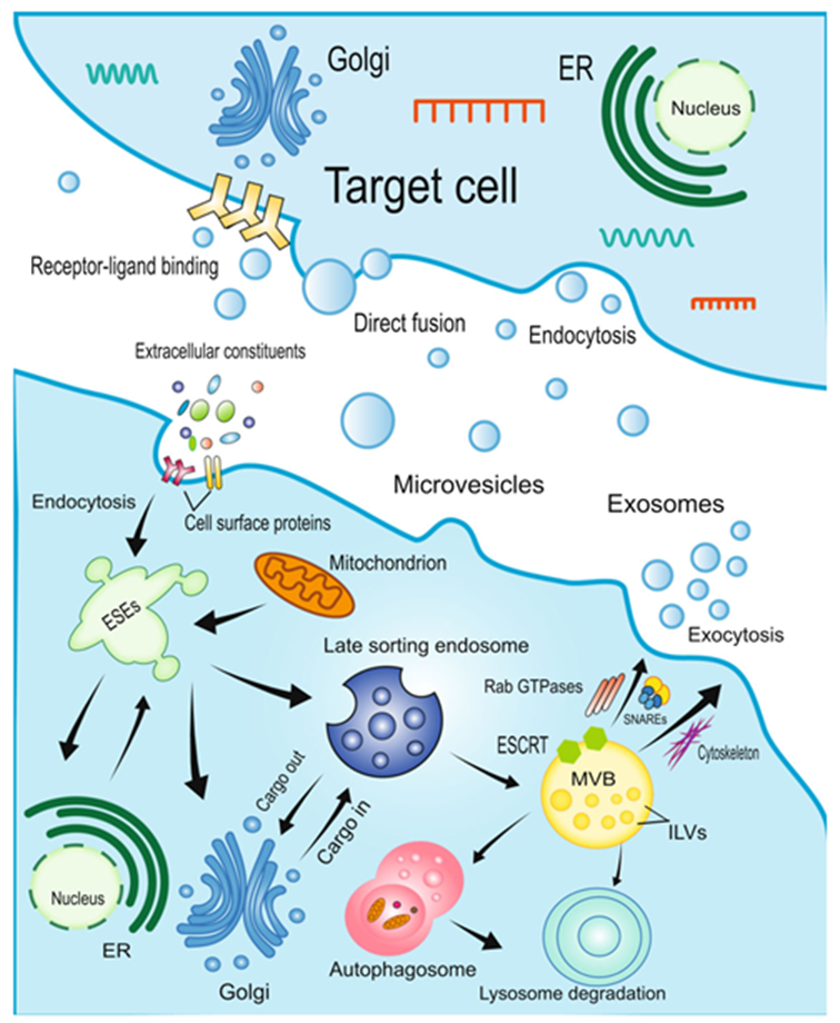 學(xué)者們研究發(fā)現(xiàn)移植MSCs衍生神經(jīng)元在體內(nèi)具有高分化率的功能。