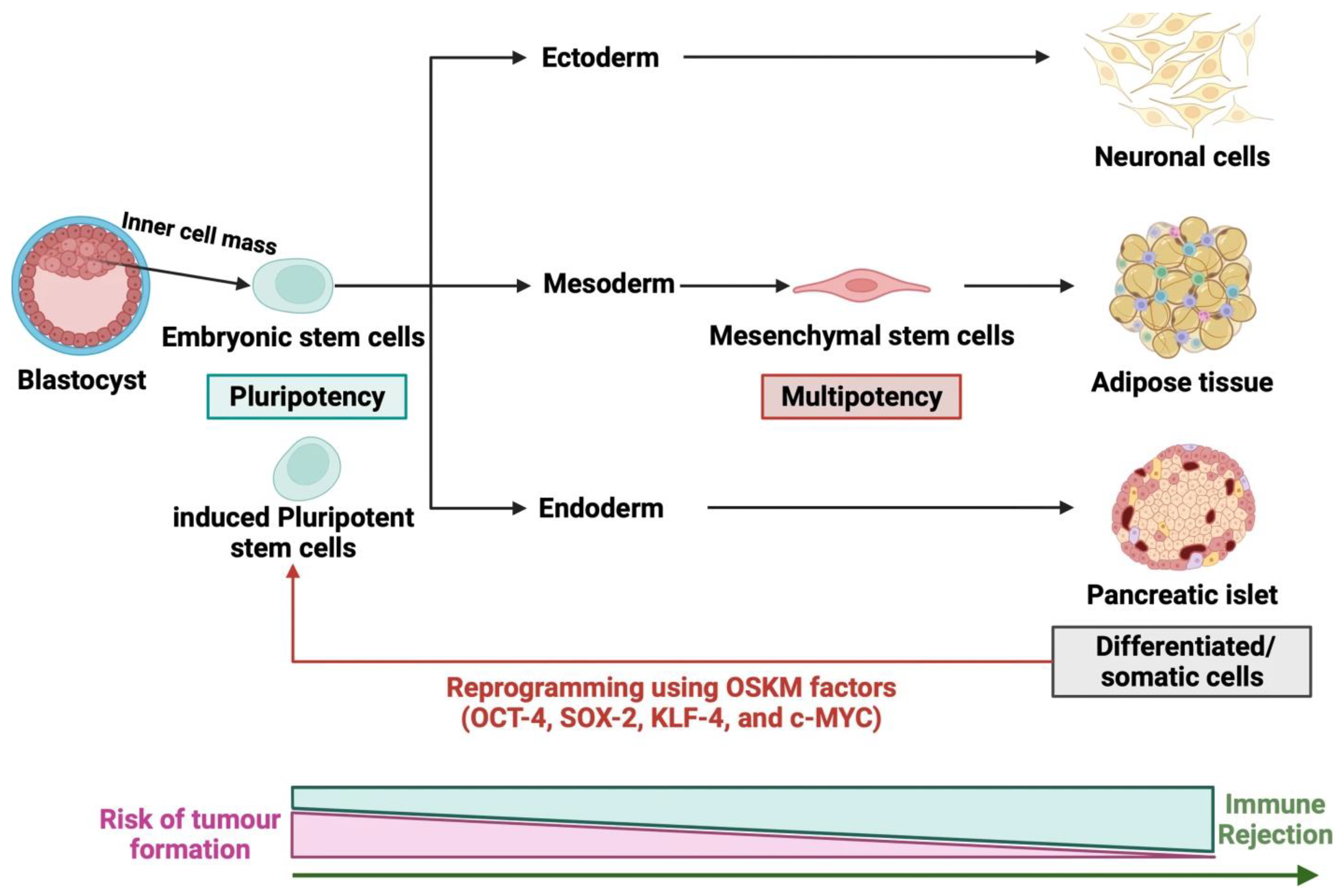 圖2：干細胞的各種來源
