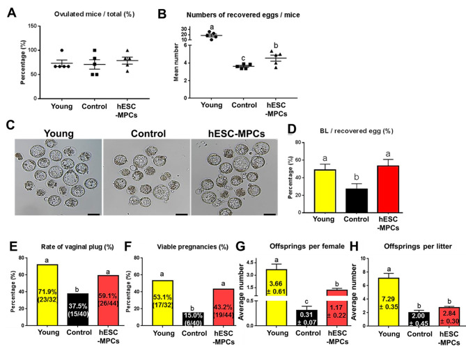 圖4：人胚胎干細胞衍生的間充質祖細胞 (hESC-MPC) 對圍絕經期小鼠排卵、胚胎發育、妊娠和產仔數的影響。