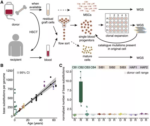 △瑪西瑪公主兒童腫瘤中心研究證實：人類造血干細胞移植相關的突變積累基本在健康基線范圍內，干細胞移植不會增加DNA突變概率