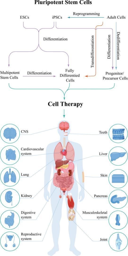 快速搞懂細胞全家福：同為細胞，它們有何不同？臨床應用潛力如何？