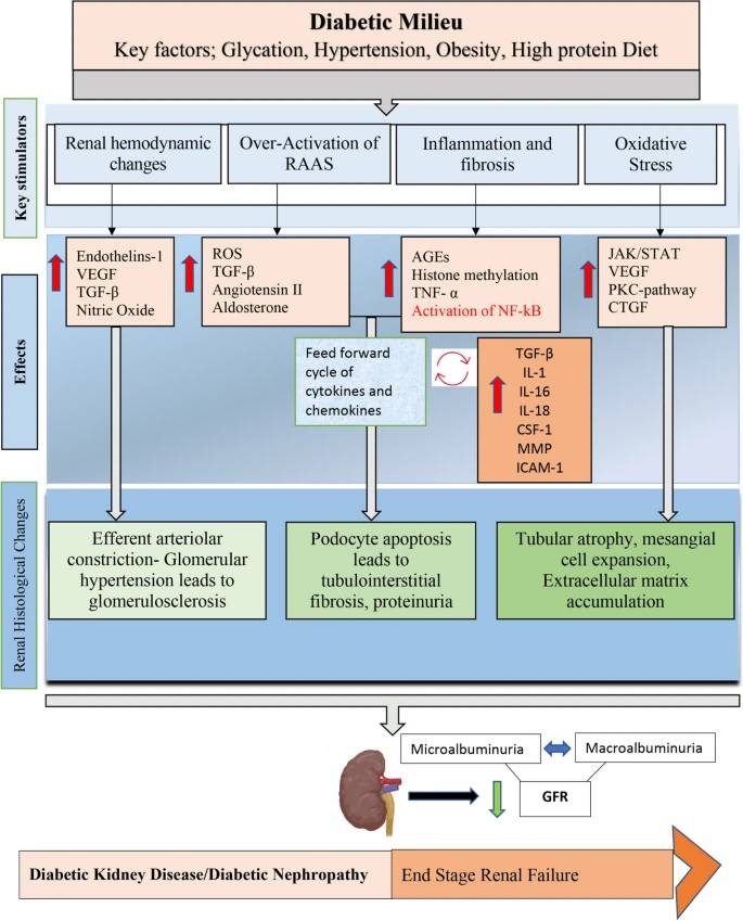 糖尿病腎病（DKD）的簡(jiǎn)明病理生理學(xué)如圖2所示