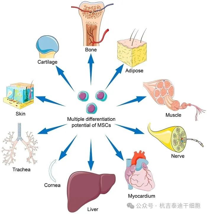 間充質干細胞 (MSC) 的分化潛力可能會因干細胞來源、擴增條件及其培養微環境而異。
