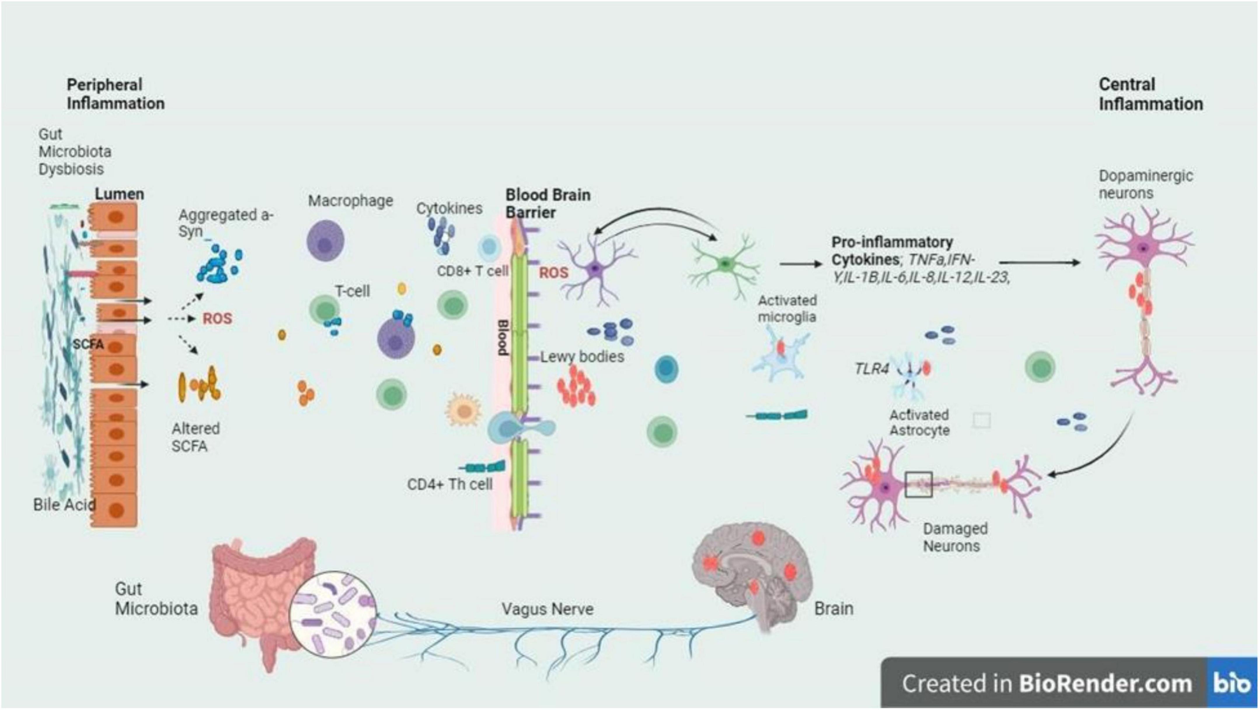 圖3：圖中的信號(hào)通路描繪了帕金森病腸道軸和大腦軸之間錯(cuò)綜復(fù)雜的關(guān)系，重點(diǎn)是腸道內(nèi)腔和BBB的菌群失調(diào)引發(fā)的炎癥級(jí)聯(lián)反應(yīng)