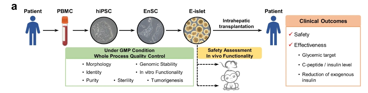 a?E-胰島的生成和質量控制以及E-胰島移植的安全性/有效性評估的主要程序簡要說明。