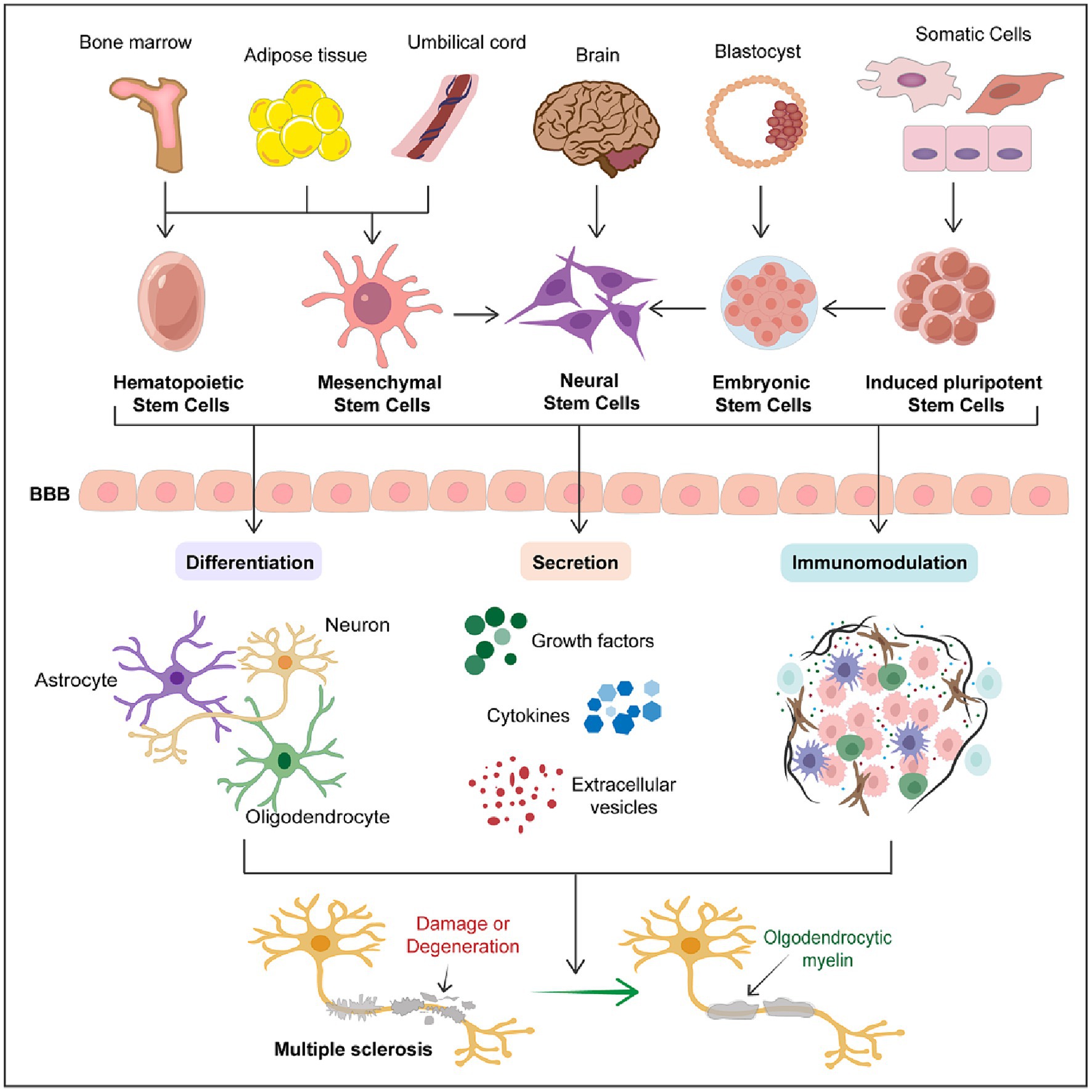 圖1：干細(xì)胞在多發(fā)性硬化癥中的治療潛力。