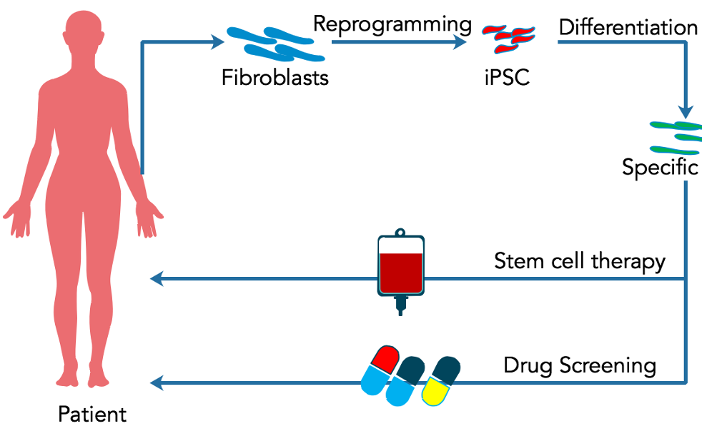 圖2. 干細(xì)胞在個體化醫(yī)療中的應(yīng)用 圖2. 干細(xì)胞在個體化醫(yī)療中的應(yīng)用