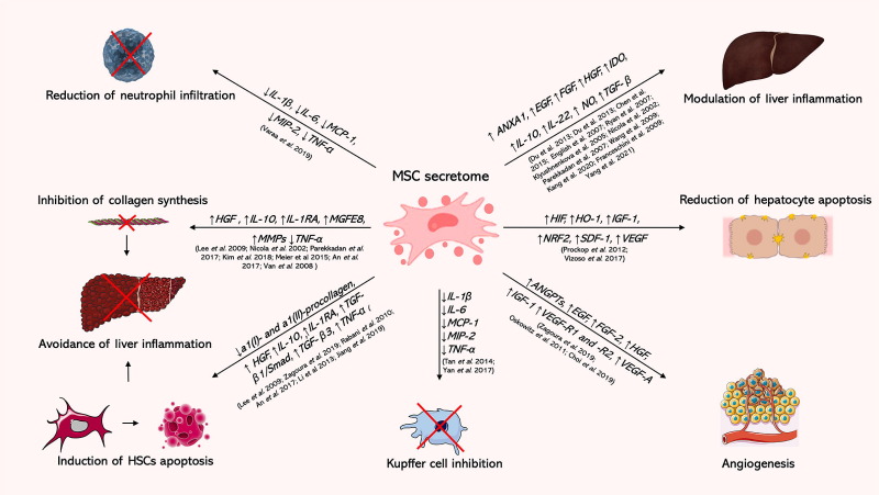 圖5：間充質干細胞分泌組在呼吸系統疾病中的作用
