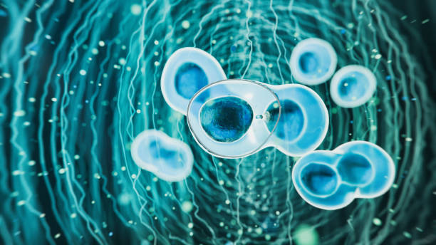 干細(xì)胞移植的新方法可能會(huì)克服免疫排斥