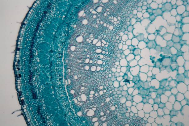 干細胞突破：EPHA2蛋白可能是更安全的再生療法的關(guān)鍵