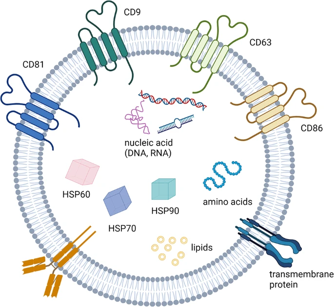 圖3：外顯子組的特征。