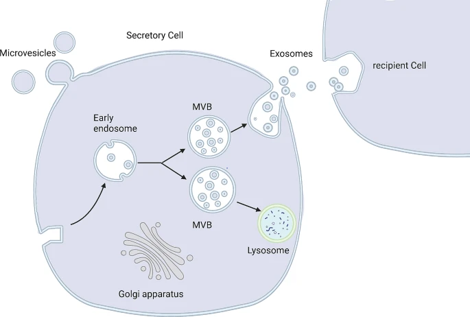 圖4：外泌體的形成與分泌。