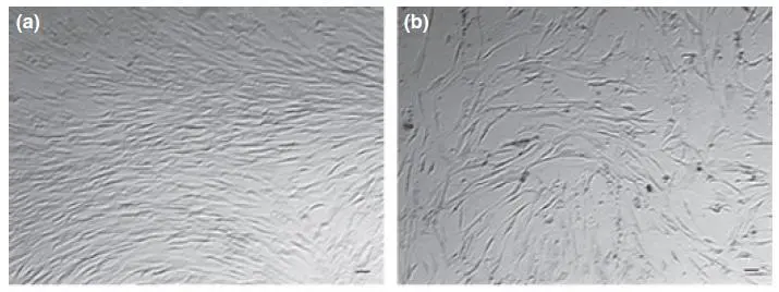 △培養基中培養14天后，年輕組（19-40），中年齡組（41-60）和老年組（61-89歲）的干細胞計數對比