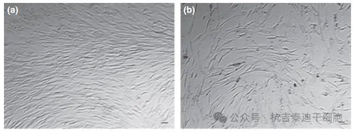 △圖a代表P3代，圖b代表P8代